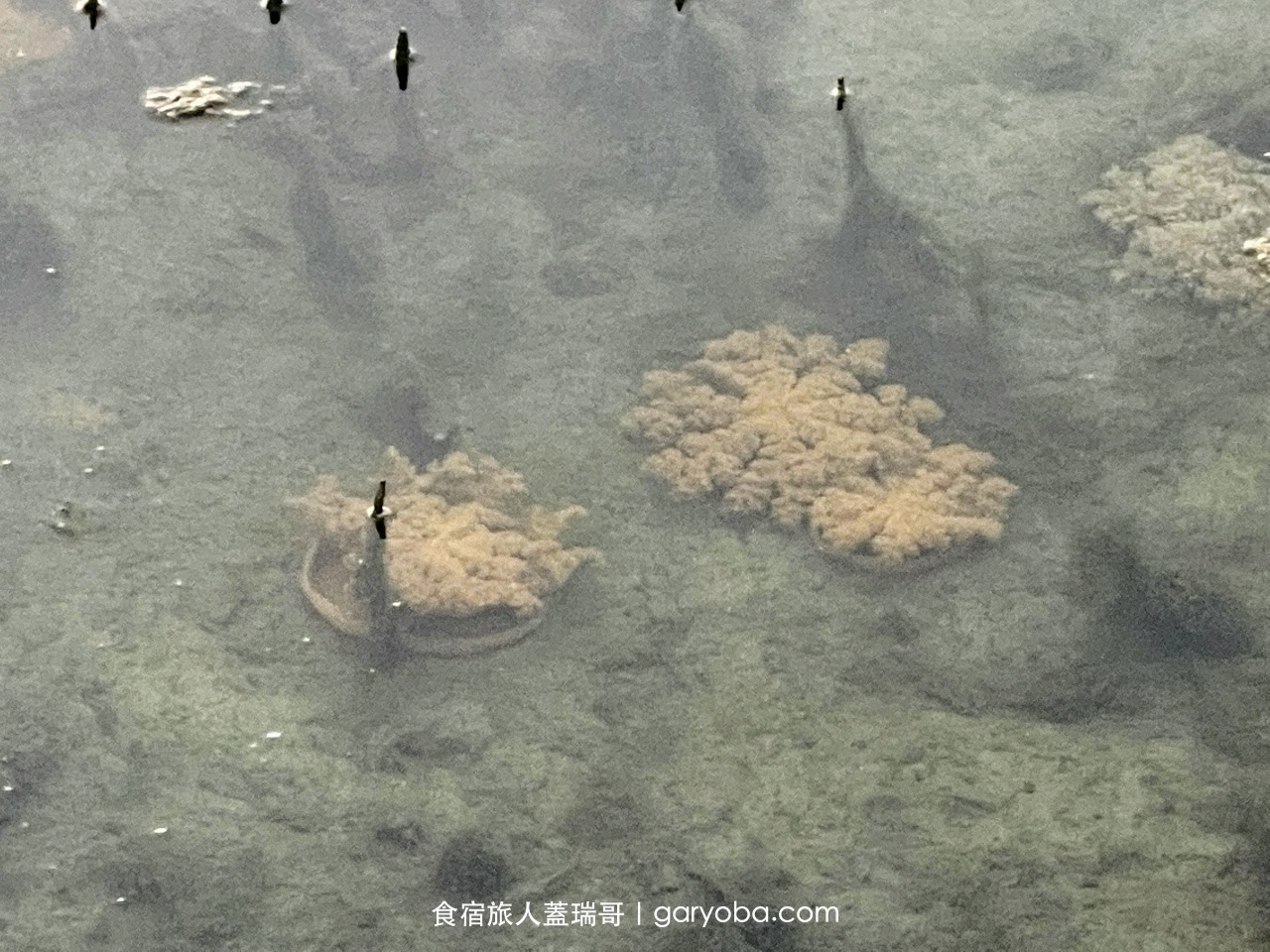 阿香澎湖碳烤。林園海洋溼地公園看倒立水母｜499元碳烤海鮮吃到飽