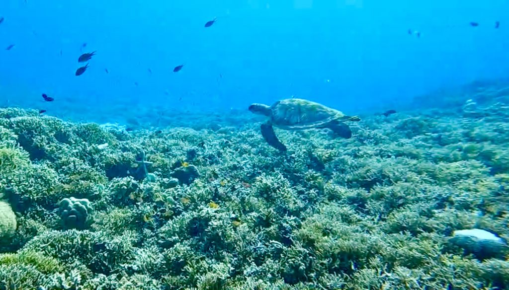 菲律賓 薄荷島 潛水考證照心得|PADI Open Water 水肺開放水域潛水員證照 14 IMG 8450 1