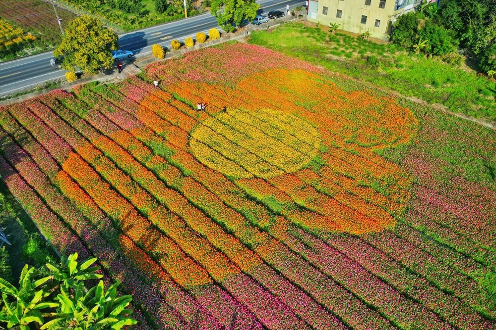 2023 高雄美濃花海|幸福翹翹來。美濃賞花景點、賞花情報|六大花區 32 image 623
