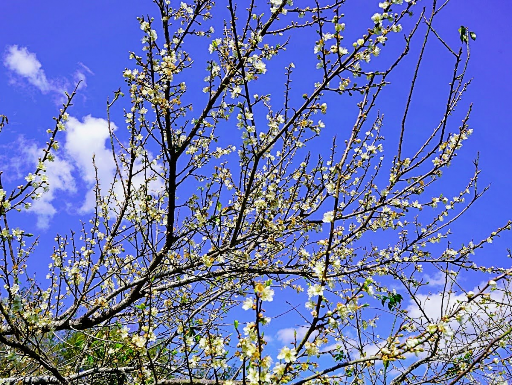 高雄桃源區賞花一日遊|櫻花、梅花賞花景點、餐廳、住宿大公開! 6 image 660
