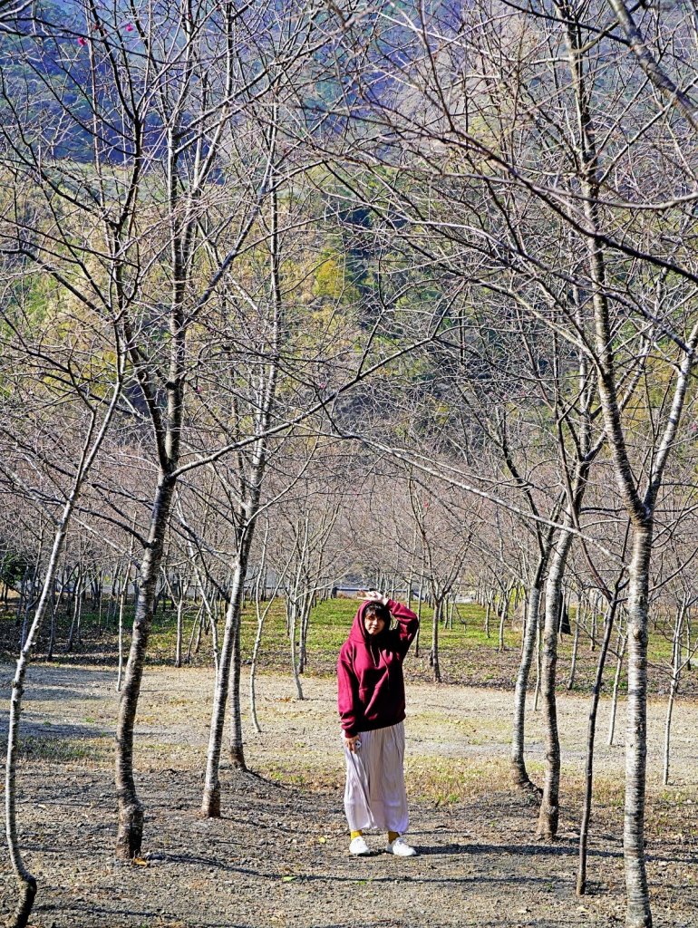 高雄桃源區賞花一日遊|櫻花、梅花賞花景點、餐廳、住宿大公開! 26 image 707